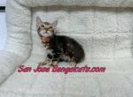 neon orange collar - Bengal Kitten For Sale - San Jose&comma; CA&comma; US