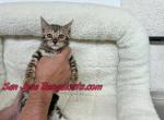 neon yellow collar - Bengal Kitten For Sale - San Jose&comma; CA&comma; US