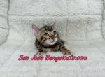 red collar - Bengal Kitten For Sale - San Jose&comma; CA&comma; US