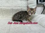 blue collar - Bengal Kitten For Sale - San Jose&comma; CA&comma; US