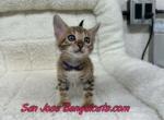 purple collar - Bengal Kitten For Sale - San Jose&comma; CA&comma; US