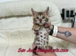 neon orange colIar - Bengal Kitten For Sale - San Jose&comma; CA&comma; US