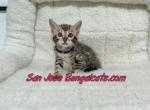 lavender collared - Bengal Kitten For Sale - San Jose&comma; CA&comma; US