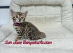 Pink collared - Bengal Kitten For Sale - San Jose&comma; CA&comma; US