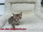 Green collard - Bengal Kitten For Sale - San Jose&comma; CA&comma; US