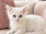 Isadora - Munchkin Kitten For Sale - Neosho&comma; MO&comma; US