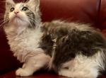 Maine Coon Ragdoll Mix - Maine Coon Kitten For Sale - 