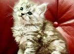 Maine Coon kittens - Maine Coon Kitten For Sale - WA&comma; US