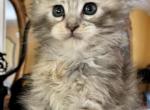 Maine Coon kittens - Maine Coon Kitten For Sale - 