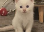 Flame point siamese males - Siamese Kitten For Sale - Deer Park&comma; IL&comma; US