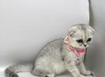 Litter A - Scottish Fold Kitten For Sale - 
