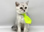 A - Scottish Straight Kitten For Sale - 