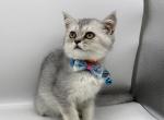 A1 - Scottish Straight Kitten For Sale - Brooklyn&comma; NY&comma; US