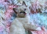 Stormy Girl Ragdoll Kitten - Ragdoll Kitten For Sale - Valley Spgs&comma; CA&comma; US