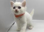 Litter C - Turkish Angora Kitten For Sale - 