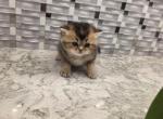 Charlie - Scottish Fold Kitten For Sale - Naperville&comma; IL&comma; US
