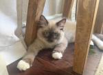 rose - Ragdoll Kitten For Adoption - 