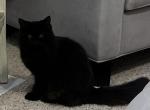 Sweet black Persian angel baby - Persian Kitten For Sale - 