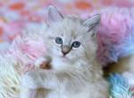 Anna Girl Ragdoll Kitten - Ragdoll Kitten For Sale - Valley Spgs&comma; CA&comma; US