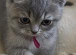 Whiskers Empire - British Shorthair Kitten For Sale - Bellingham&comma; WA&comma; US