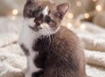 Sweet Toblerone Chocolate White boy - British Shorthair Kitten For Sale - NY&comma; US