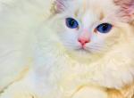 pretty Doll - Ragdoll Kitten For Sale - Los Angeles&comma; CA&comma; US