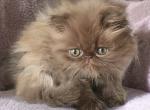 Tammy CFA chocolate Persian - Persian Kitten For Sale - PA&comma; US
