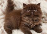 CFA Chocolate ELH Persian female - Exotic Kitten For Sale - 
