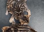 Savannah Bengal hybrid kittens - Bengal Kitten For Sale - La Grange&comma; KY&comma; US