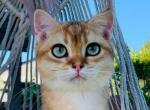 cookie - British Shorthair Kitten For Sale - Irvine&comma; CA&comma; US