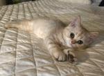 lui - Scottish Fold Kitten For Sale - Philadelphia&comma; PA&comma; US