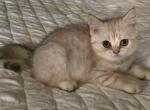 lui - Scottish Fold Kitten For Sale - Philadelphia&comma; PA&comma; US