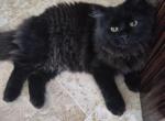 Moonlight - Siberian Kitten For Adoption - Parkland&comma; FL&comma; US
