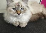 Starlight - Siberian Kitten For Sale - Parkland&comma; FL&comma; US