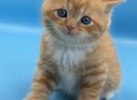 Orange Scottish Straight Male - Scottish Straight Kitten For Sale - Orlando&comma; FL&comma; US