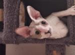 Lola - Cornish Rex Kitten For Sale - Glendale&comma; AZ&comma; US