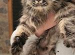Several kitty's Reduced - Persian Kitten For Sale - Gladstone&comma; VA&comma; US