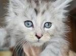 Silver torbie Maine Coon girl - Maine Coon Kitten For Sale - MI&comma; US