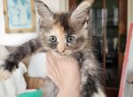 Brown Tortie Maine Coon - Maine Coon Kitten For Sale - MI&comma; US