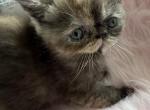 Chocolate exotic tortie - Exotic Kitten For Sale - Palm Coast&comma; FL&comma; US