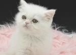 Exotic dollface white ready to go - Exotic Kitten For Sale - Palm Coast&comma; FL&comma; US