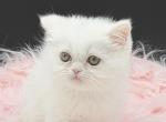Ready to go white dollface - Exotic Kitten For Sale - Palm Coast&comma; FL&comma; US