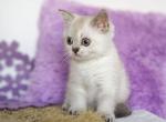 Uiliam - Scottish Straight Kitten For Sale - Hollywood&comma; FL&comma; US