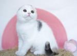 Qaylie - Scottish Fold Kitten For Sale - Hollywood&comma; FL&comma; US