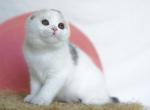 Qaylie - Scottish Fold Kitten For Sale - Hollywood&comma; FL&comma; US
