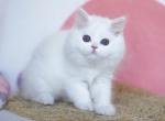 Qimby - Scottish Straight Kitten For Sale - Hollywood&comma; FL&comma; US