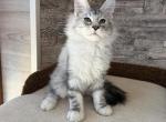 Chips - Maine Coon Kitten For Sale - Hollywood&comma; FL&comma; US