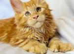 Mufasa Polydactyl - Maine Coon Kitten For Sale - Hollywood&comma; FL&comma; US