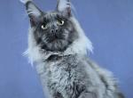 Gizem - Maine Coon Kitten For Sale - Hollywood&comma; FL&comma; US