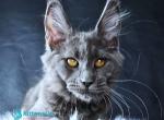 Kali Luxuria - Maine Coon Kitten For Sale - Hollywood&comma; FL&comma; US